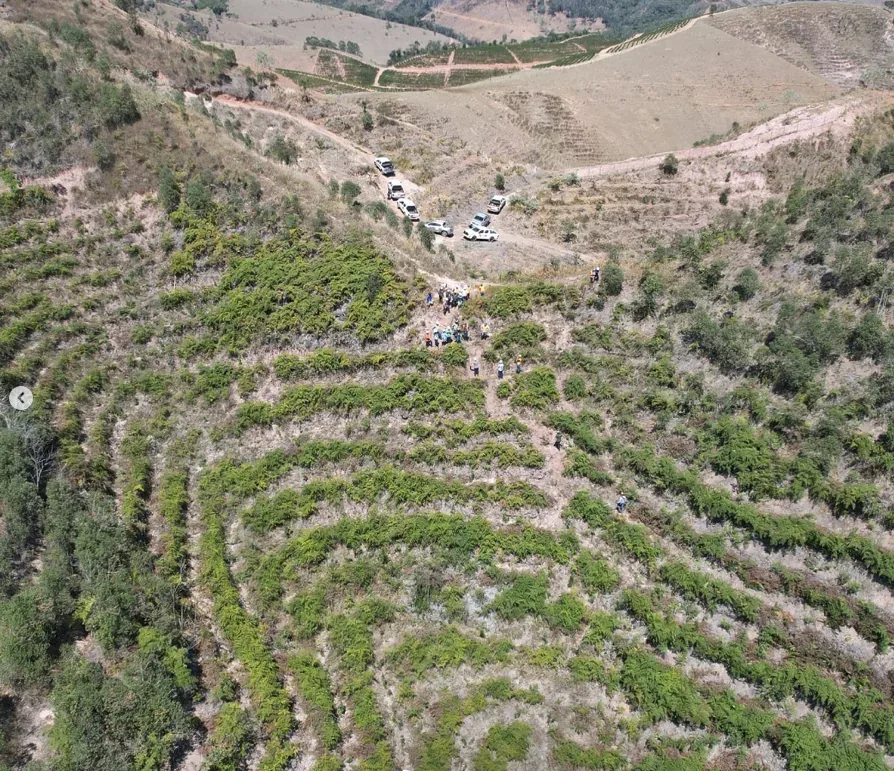 Gênese conclui reflorestamento de 70 hectares em Presidente Prudente